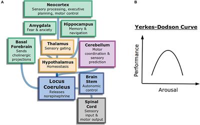 Frontiers | Attention in Psychology, Neuroscience, and Machine